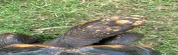 Tortoise reptiles for sale: RED FOOTED TORTOISE MALE 30 YEARS OLD - Advert 7