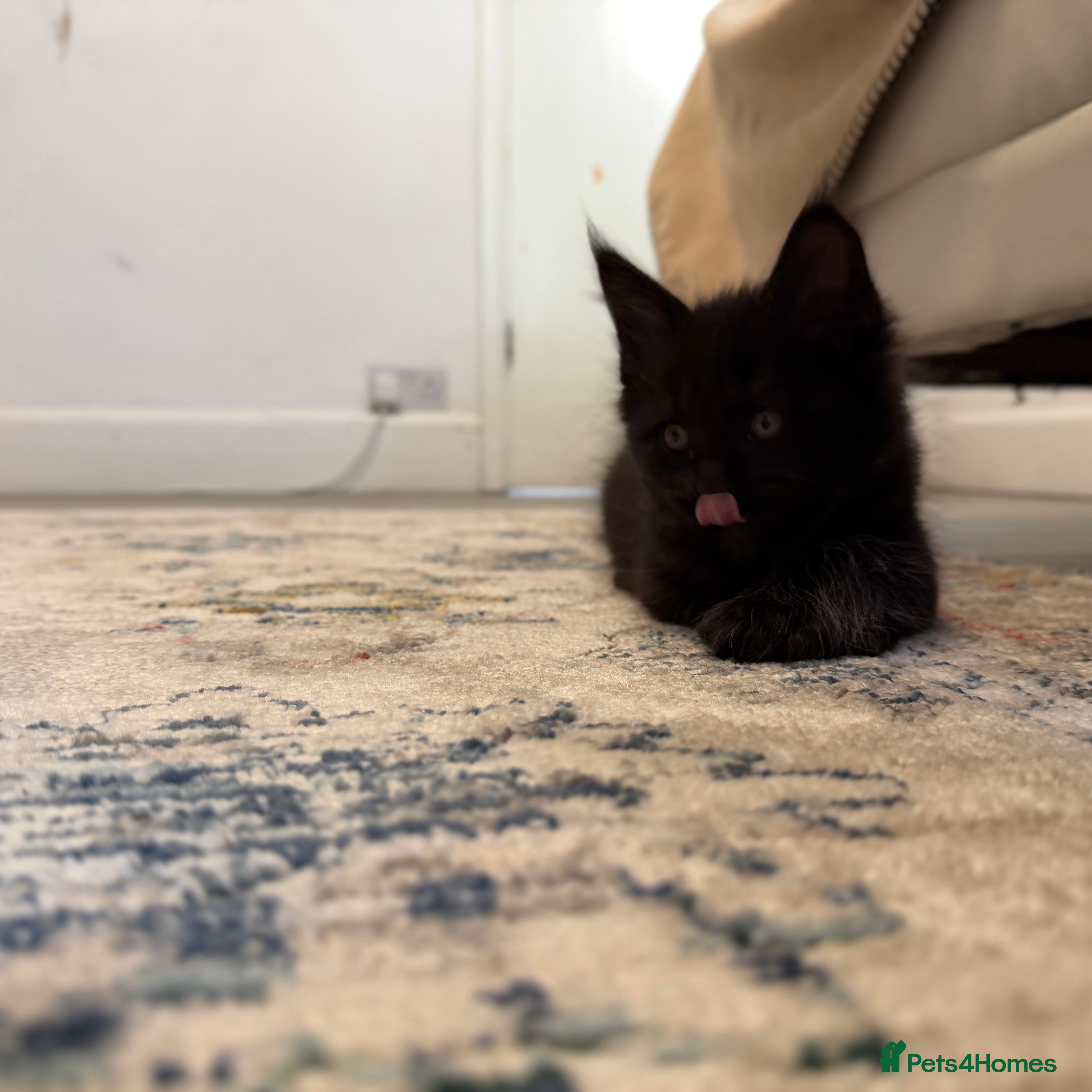 Maine Coon cats     Stunning Purebred Maine Coon Kitten - Advert 16