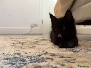 Maine Coon cats Stunning Purebred Maine Coon Kitten - Advert 16