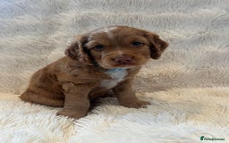 Cocker Spaniel dogs for sale: KC REG Outstanding pedigree Working Cocker Spaniel - Image 10