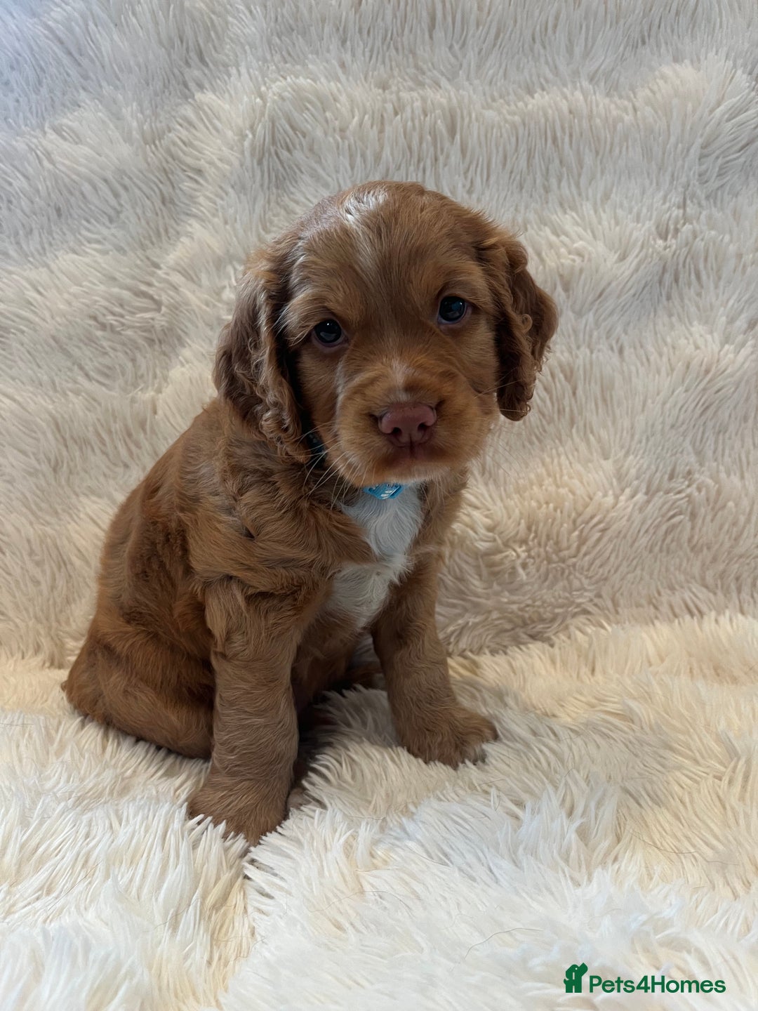 Cocker Spaniel dogs for sale: KC REG Outstanding pedigree Working Cocker Spaniel - Image 10