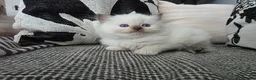 Ragdoll cats for sale: GCCF REGISTERED RAGDOLL KITTENS  - Advert 3