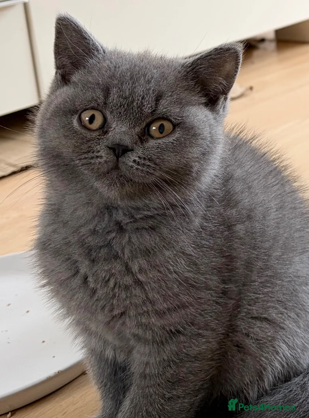 British Shorthair cats for sale: Chunky GCCF registered British Shorthair Blue boys - Advert 7