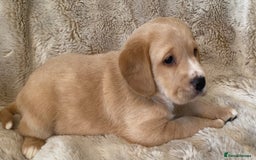 Cockerdor dogs for sale: Adorable f1 cockerdor puppies - Image 19