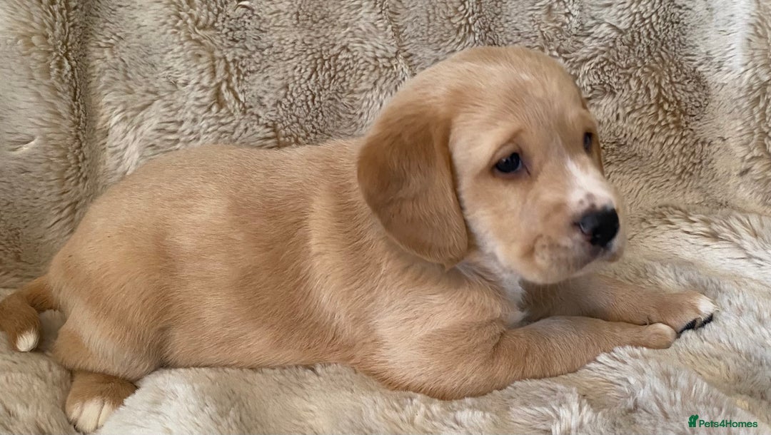 Cockerdor dogs for sale: Adorable f1 cockerdor puppies - Image 19