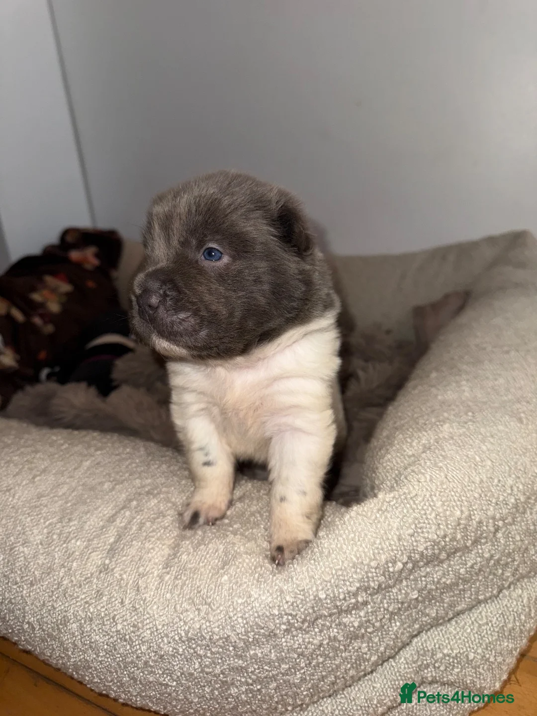 Shar Pei dogs for sale: FIRST CLASS 🏆 BEAR COAT SHARPEI BABIES 🌹 - Advert 40