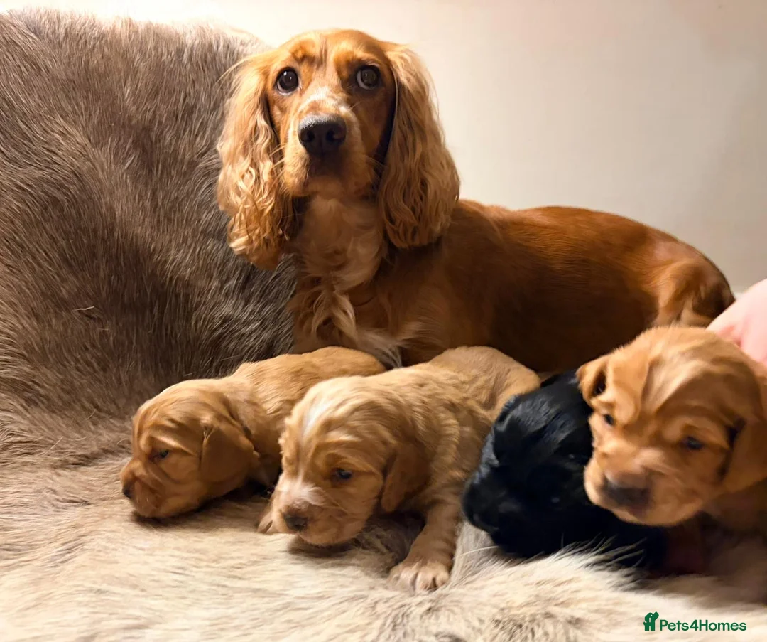 Cocker Spaniel dogs for sale: ✨ Working Cocker Spaniel pups, ready 7th March ✨ - Advert 16