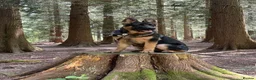 German Shepherd dogs for stud: Logan - Advert 9