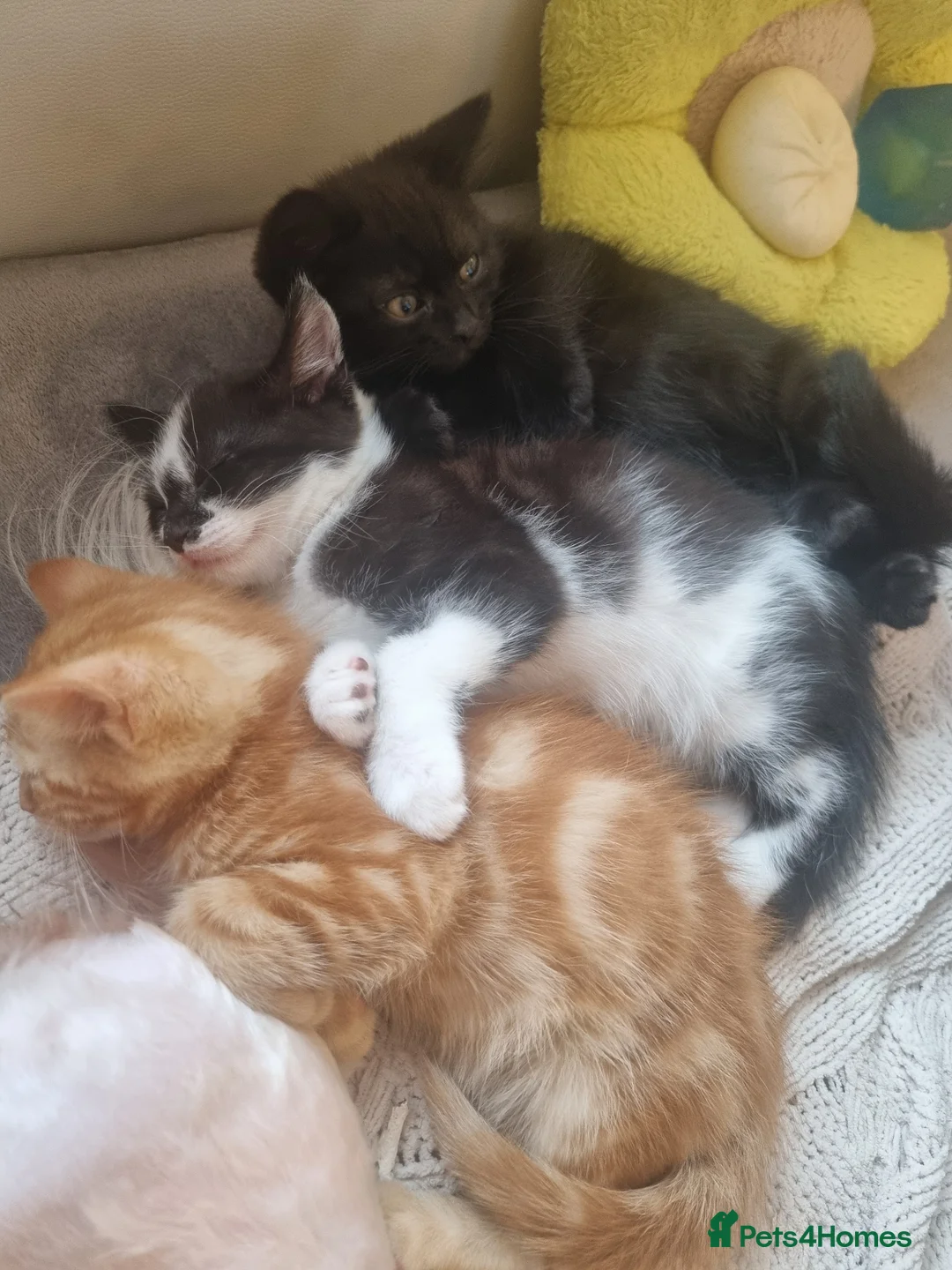 Mixed Breed cats for sale: kittens - Advert 7