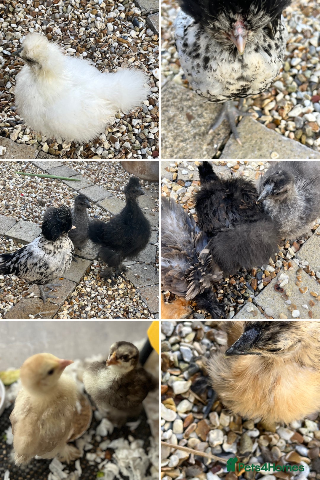 Chickens poultry for sale: Free to good home  - Image 1