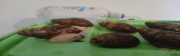 Snails invertebrates for sale: Albino Giant African Snails Marginata - Advert 7