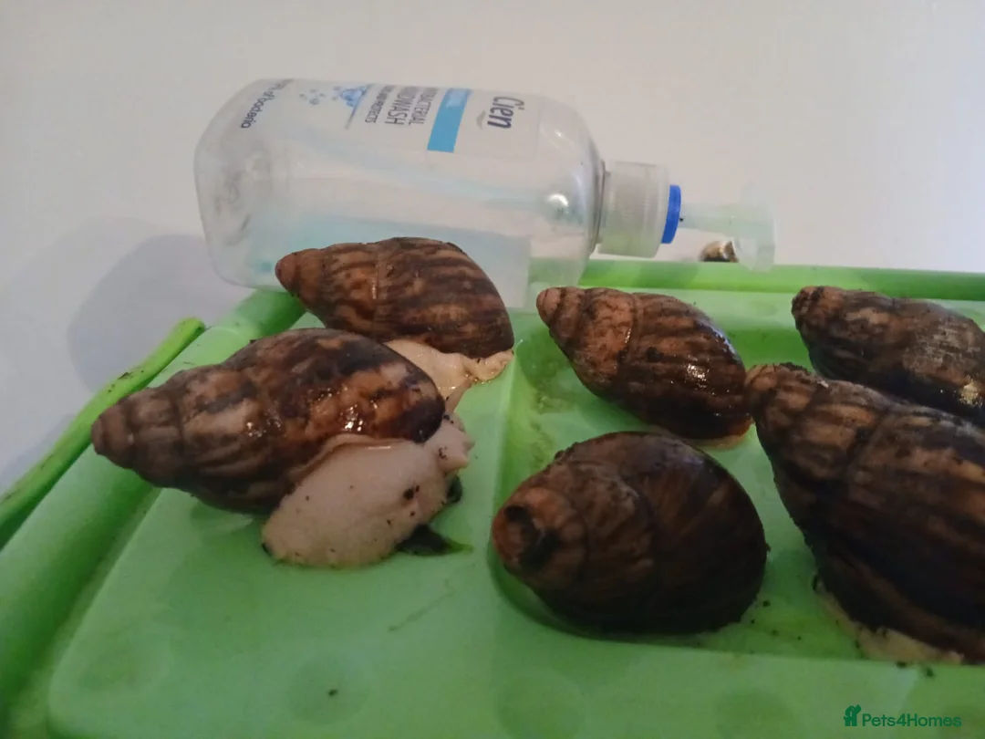 Snails invertebrates for sale: Albino Giant African Snails Marginata - Advert 7