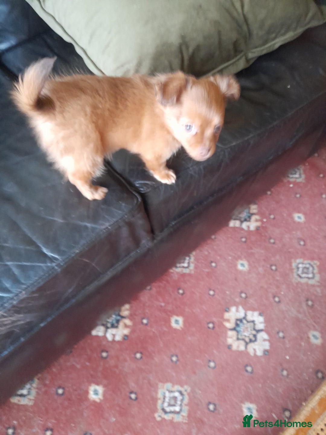 Mixed Breed dogs for sale: Jackawha - Advert 3