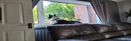 Border Collie dogs for stud: Milo for stud (PROVEN) in Chesterfield - Advert 5