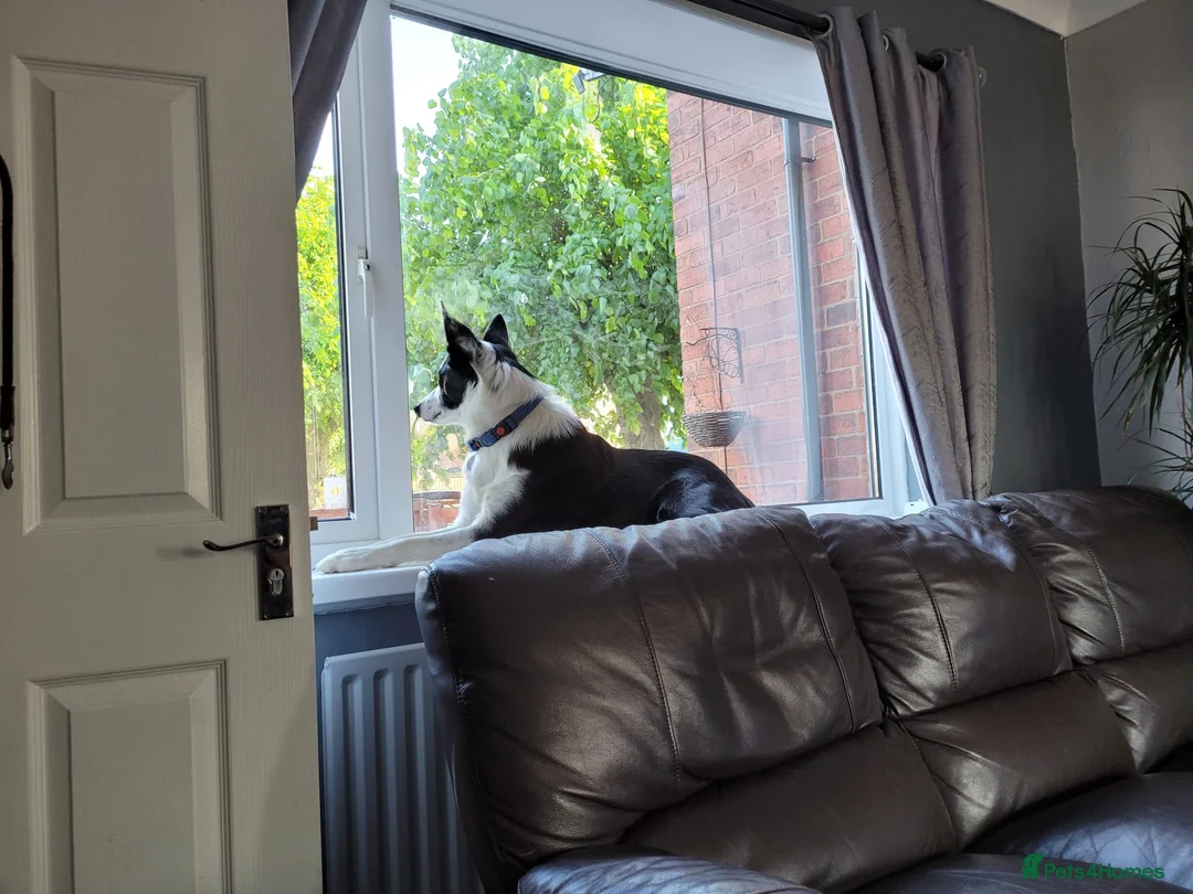 Border Collie dogs for stud: Milo for stud (PROVEN) in Chesterfield - Advert 5