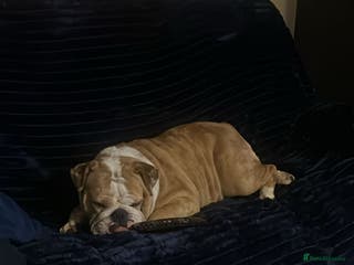 Old Tyme Bulldog dogs Bulldog - Advert 1