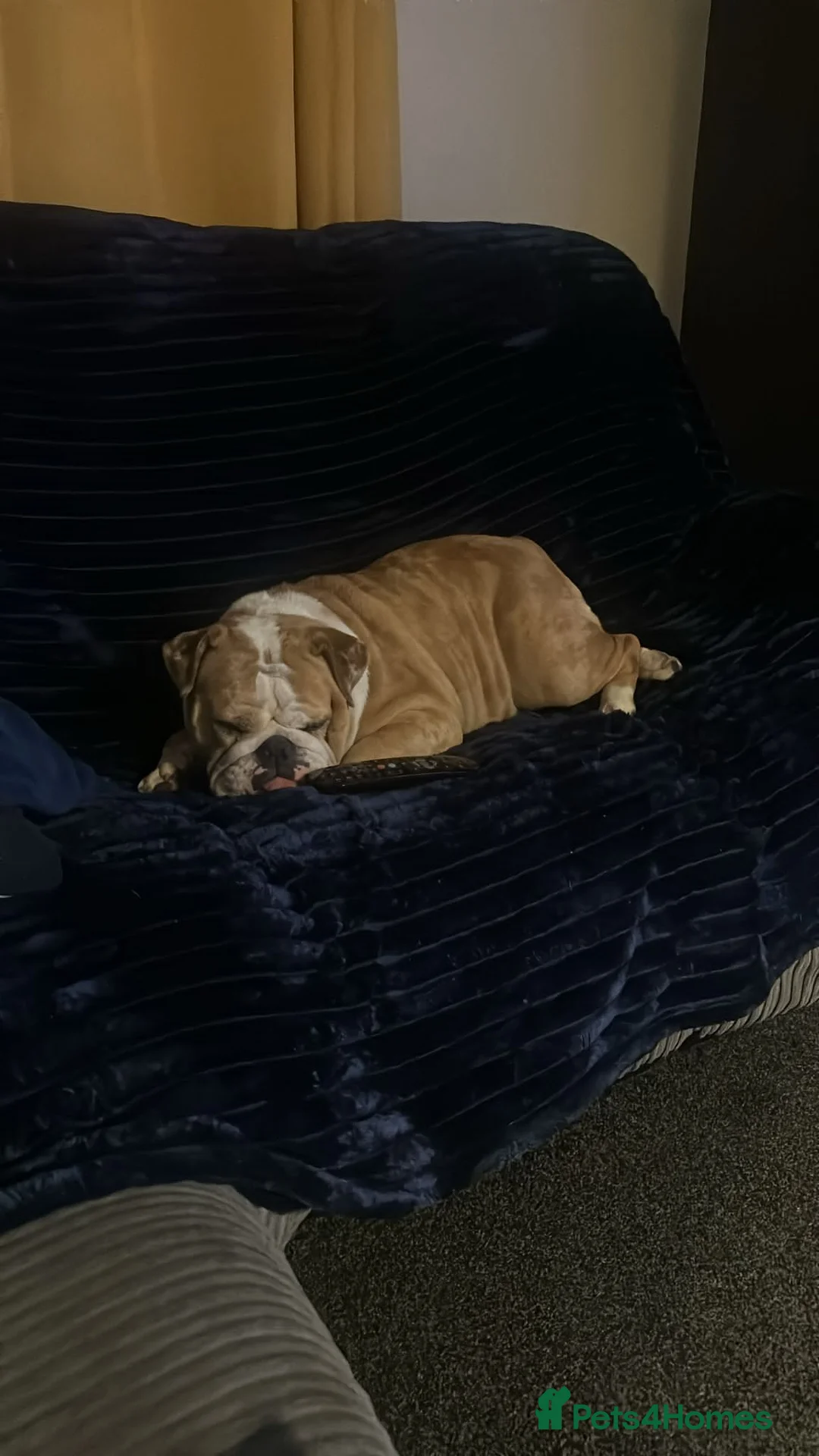 Old Tyme Bulldog dogs for sale: Bulldog - Advert 1