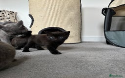 British Shorthair cats for sale: 🐾 British Shorthair Kittens 🐾 - Image 14