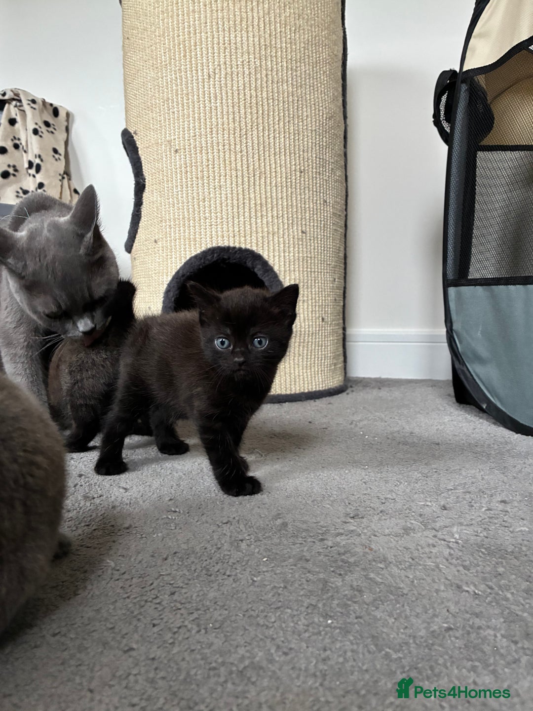 British Shorthair cats for sale: 🐾 British Shorthair Kittens 🐾 - Image 14
