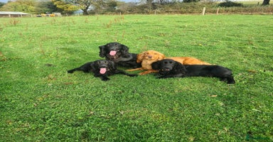 Cocker Spaniel dogs - Advert 15