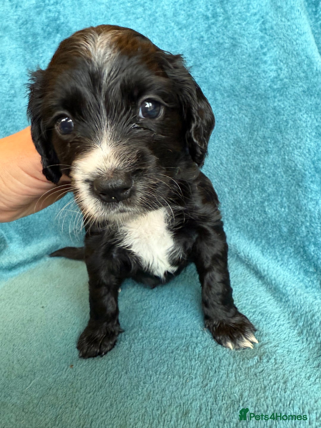 Sprocker dogs for sale: Beautiful Sprocker Spaniel pups - Image 17