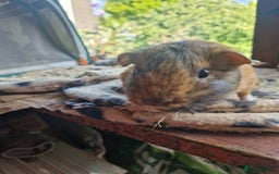 Guinea Pig rodents for sale: Beautiful smooth coat American breed - Image 6