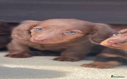 Miniature Dachshund dogs for sale: Long haired miniature Dashshund puppies  - Image 17