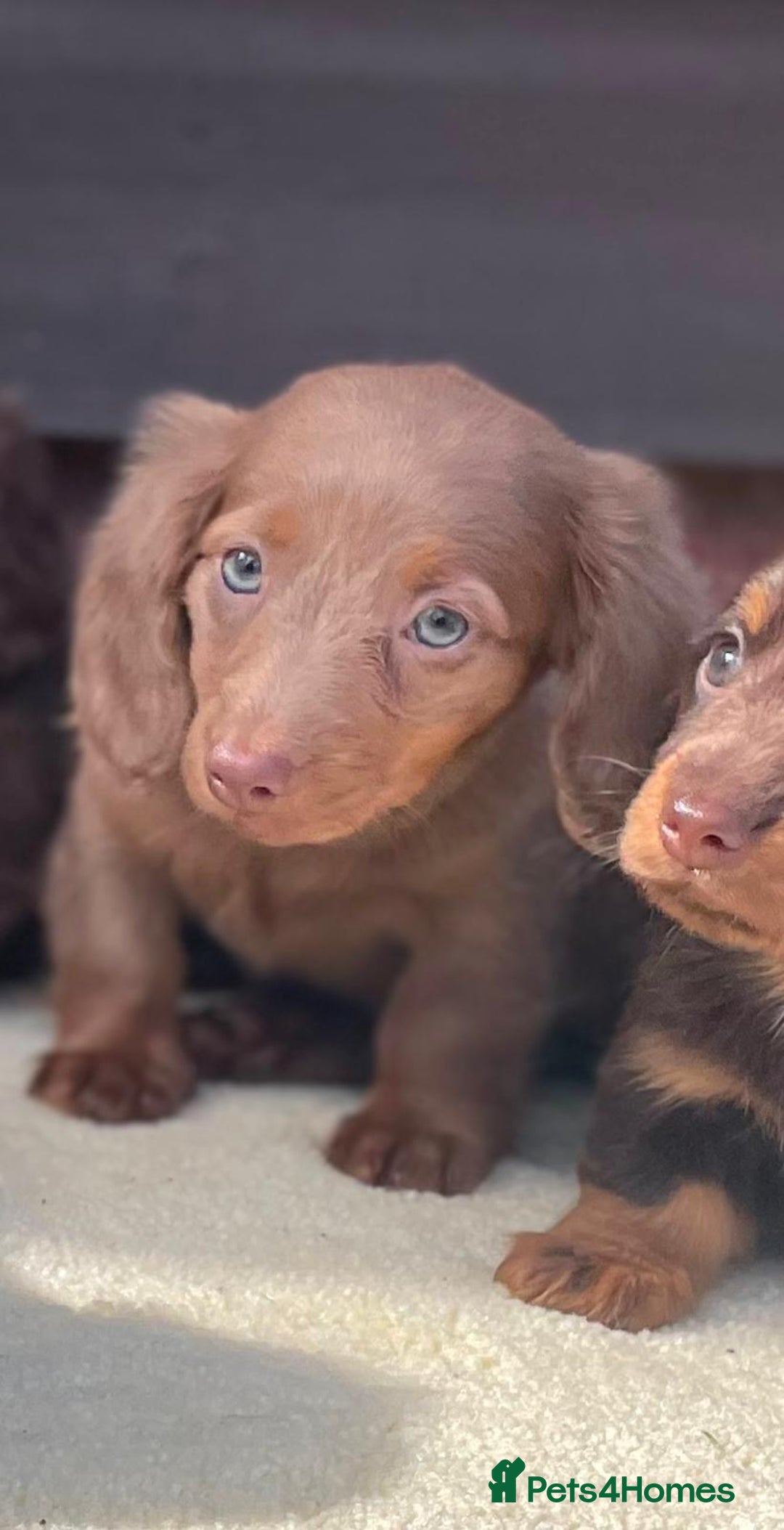 Miniature Dachshund dogs for sale: Long haired miniature Dashshund puppies  - Image 17