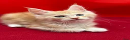 Maine Coon cats for sale: TICA Reg Maine Coon Kittens Red & Tortie Babies - Advert 21