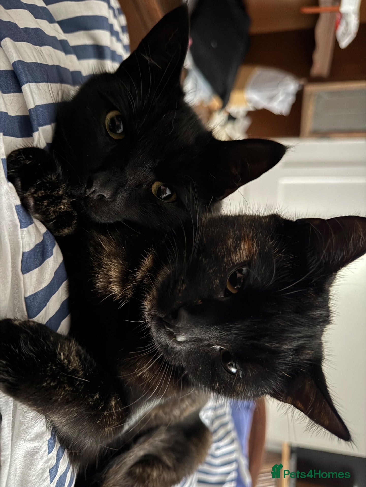 Mixed Breed cats Kitten looking for a lovely home  - Advert 1