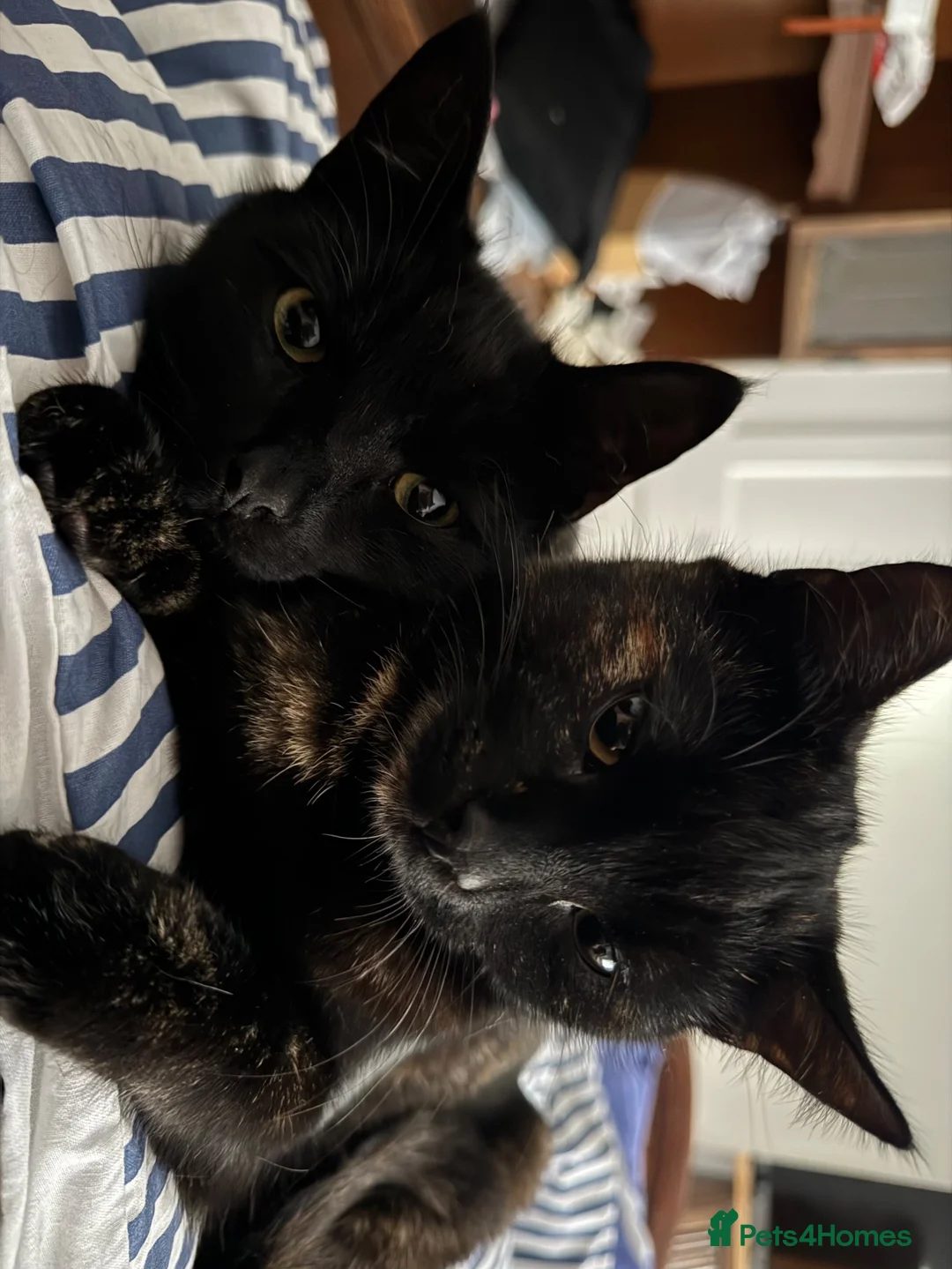 Mixed Breed cats for sale: Kitten looking for a lovely home  in Frinton-on-Sea - Advert 1