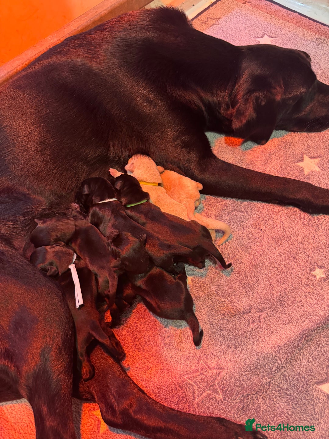 Labrador Retriever dogs for sale: KC Reg Health Tested Working Labradors - Image 14