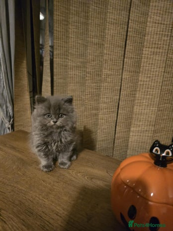 British Shorthair cats - Advert 1