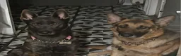 Mixed Breed dogs for sale: German shepherd x dutch shepherd  in Grimsby - Advert 14