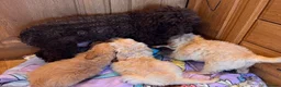 Goldendoodle dogs for sale: Cute Goldendoodle Ready for Their Forever Homes in Leicester - Advert 2