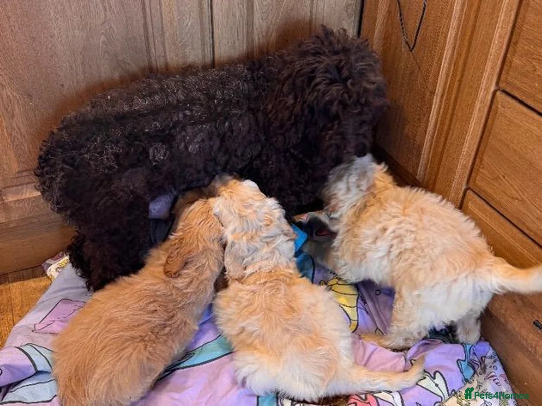 Goldendoodle dogs for sale: Cute Goldendoodle Ready for Their Forever Homes in Leicester - Advert 2