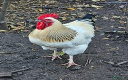 Chickens poultry for sale: Lovely Chickens for Sale –  Just Started Laying - Image 18