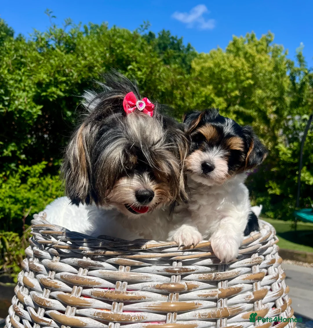 Yorkshire Terrier dogs for sale: Beautiful Biewer Yorkshire Terrier  - Advert 2