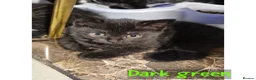 Scottish Fold cats for sale: 5 Beautiful Scottish Folds/Straights for sale - Advert 1