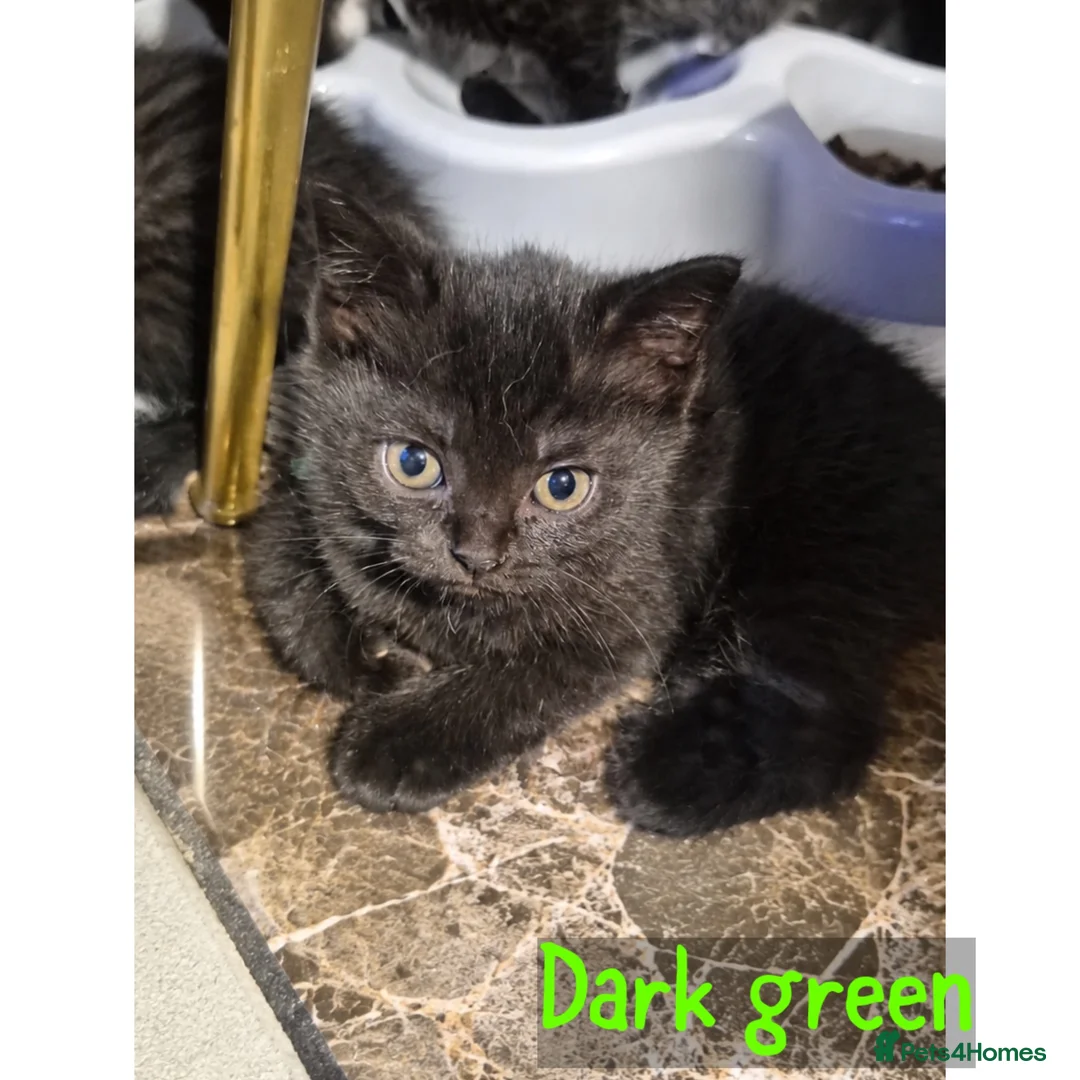 Scottish Fold cats for sale: 5 Beautiful Scottish Folds/Straights for sale - Advert 1