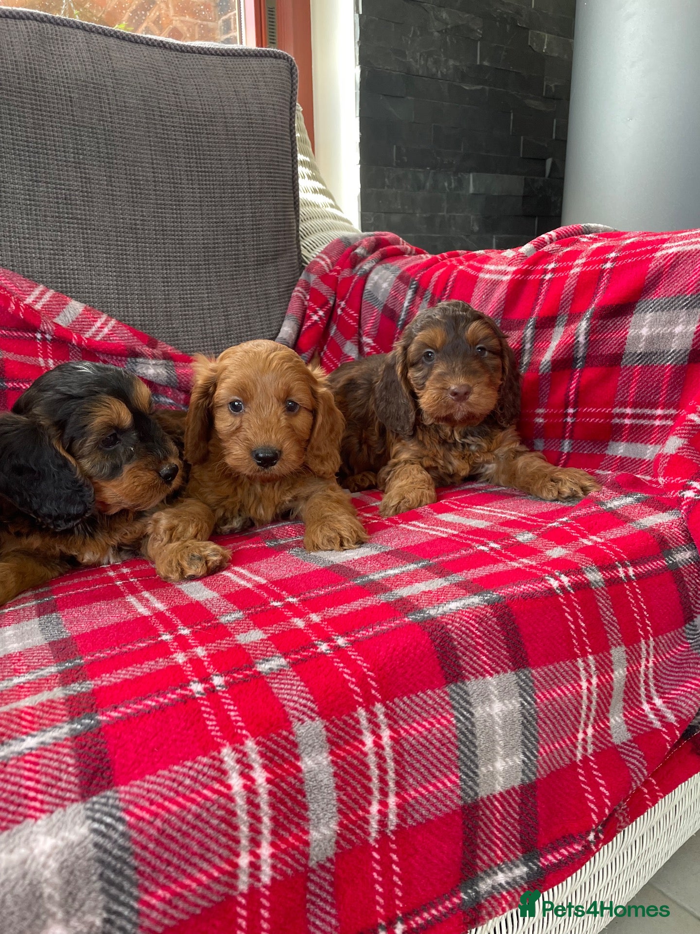 Cockapoo dogs F1 MINIATURE SHOW TYPE COCKAPOO PUPPIES  - Advert 9