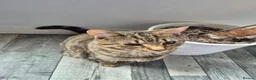 Mixed Breed cats for sale: 7 months old male in Hull - Advert 4