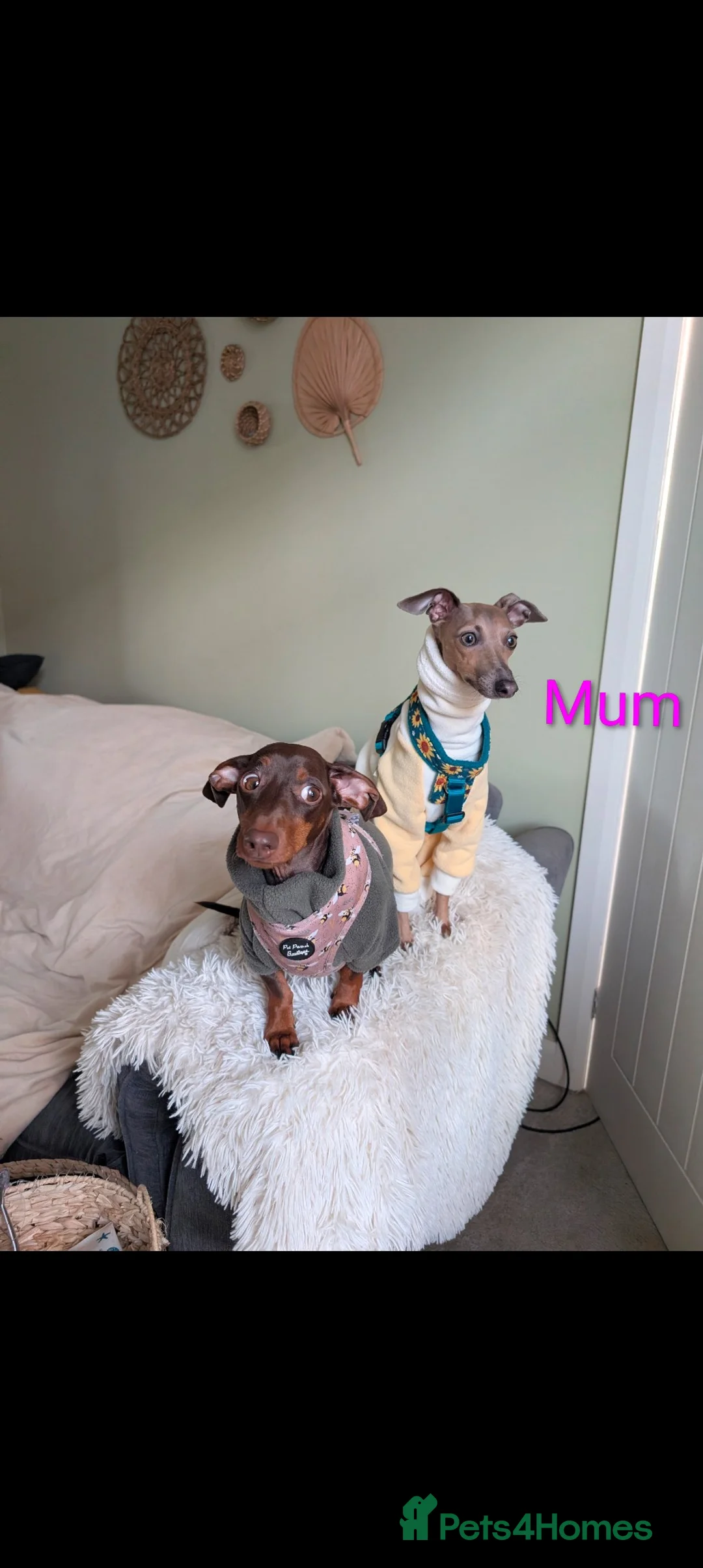 Italian Greyhound dogs for sale: Italian Greyhounds Raised in Loving Home - Advert 8