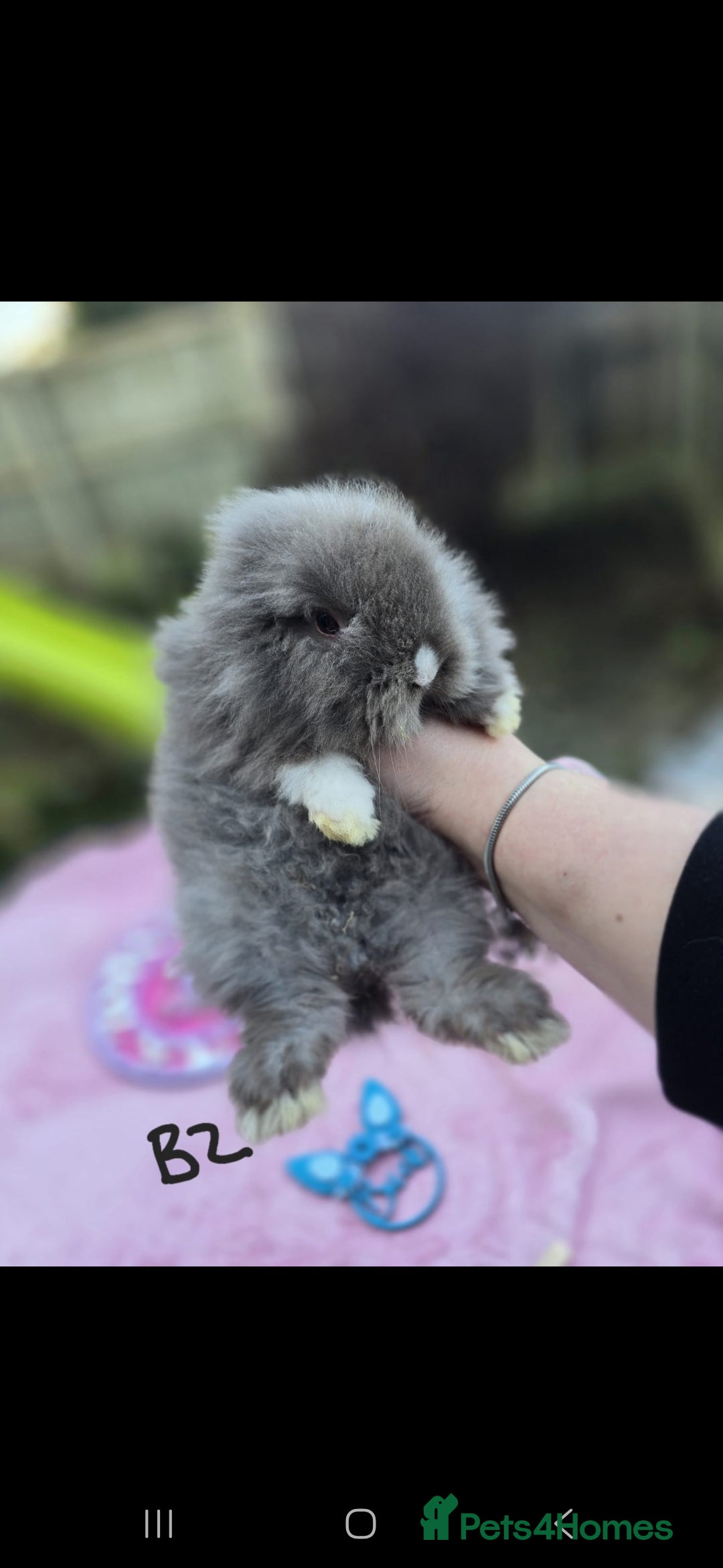 Lionhead rabbits 1 Buck (B2) DoubleMained Lions READY 26/01/26 - Advert 2