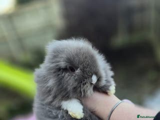 Lionhead rabbits 1 Buck (B2) DoubleMained Lions READY 26/01/26 - Advert 11