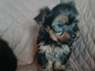 Yorkshire Terrier dogs Gorgeous Yorkshire terrier puppys - Advert 3