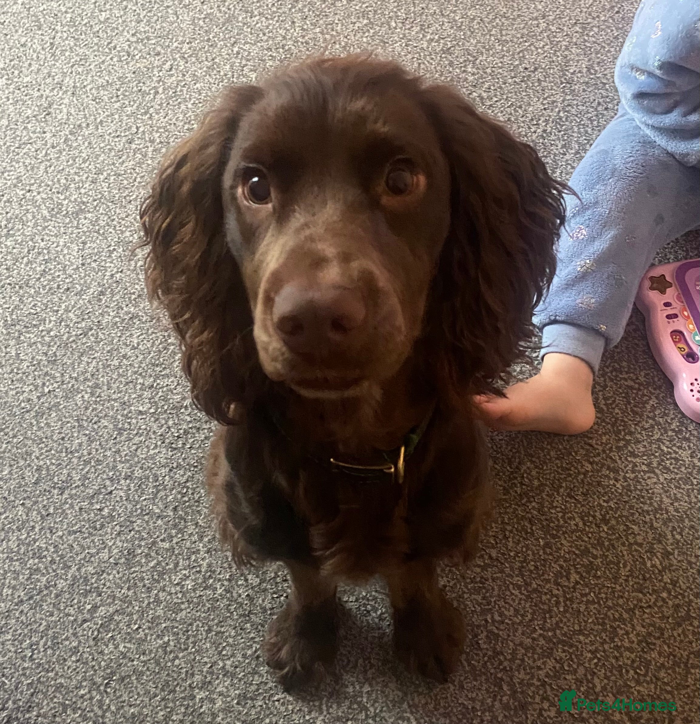 Cocker Spaniel dogs 11 month cocker spaniel  - Advert 13