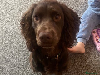 Cocker Spaniel dogs 11 month cocker spaniel - Advert 1