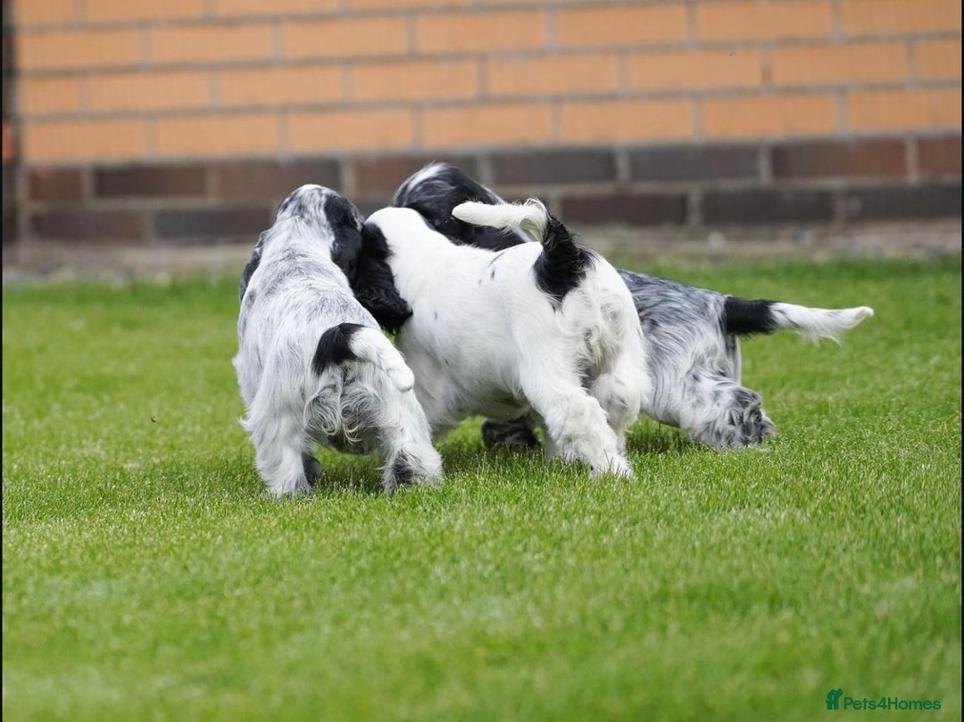 Cocker Spaniel dogs for sale: Show Line Cockers!!! - Image 7