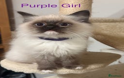 Ragdoll cats for sale: Ragdolls kittens- - Advert 5